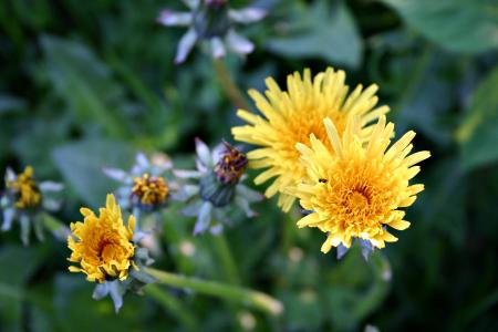 Yellow flowers