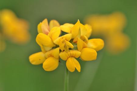 Yellow Flowers