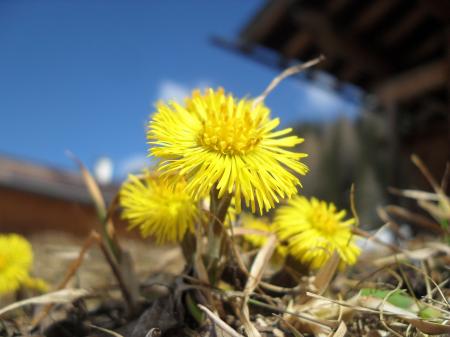 Yellow Flowers