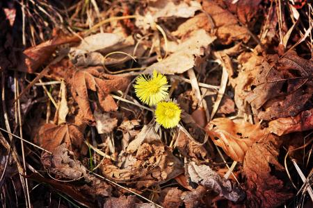 Yellow Flowers