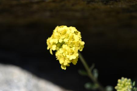 Yellow Flowers