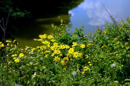 Yellow Flowers