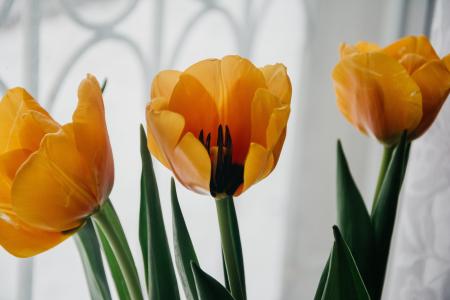 Yellow Flowers