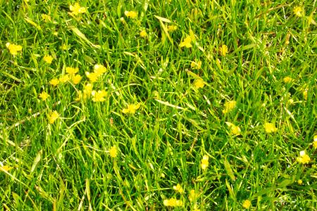 Yellow flowers in grass