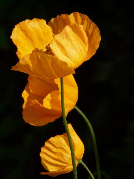 Yellow Flowers in Shallow Photography