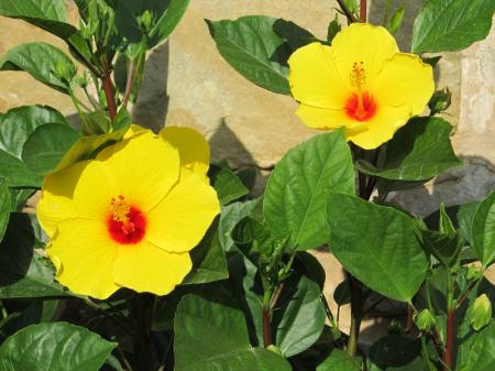 Yellow Flowers in the Garden