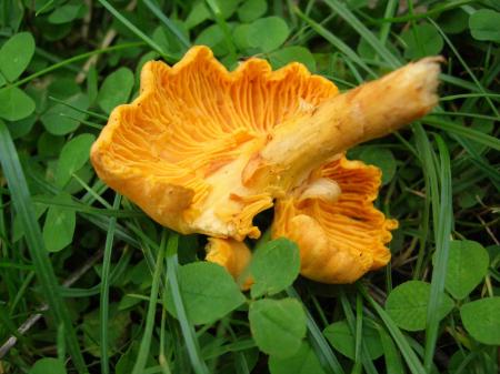 Yellow Forest Mushrooms