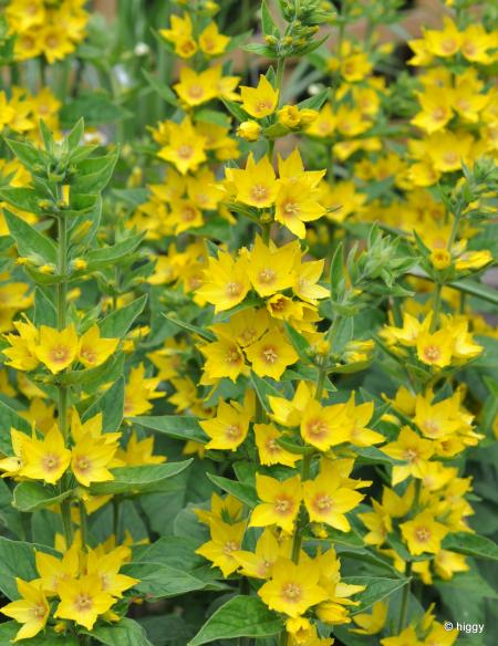 Yellow garden flower