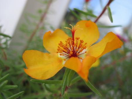 Yellow garden flower