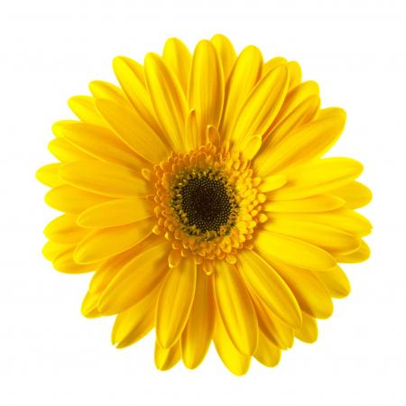 Yellow Gerbera