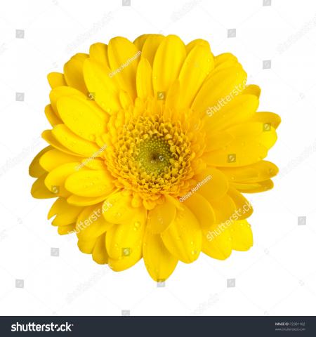 Yellow Gerbera