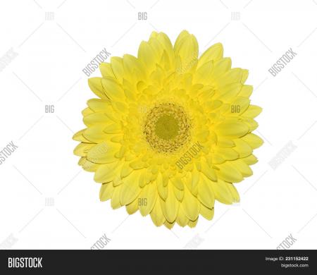 Yellow Gerbera