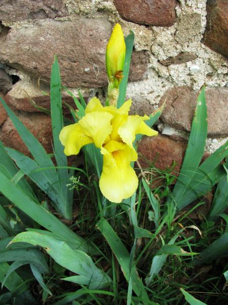 Yellow iris in May