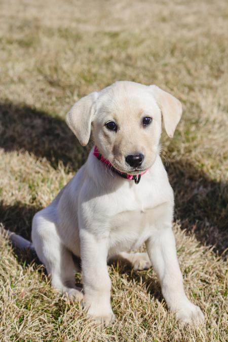 Yellow Labrador Retriever