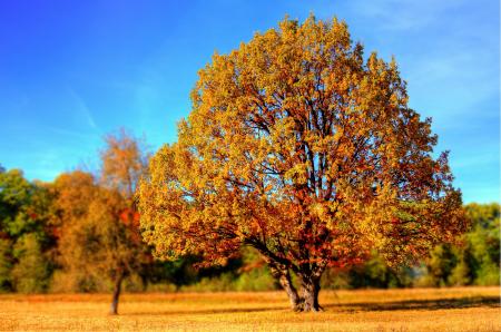 Yellow Leaf Trees