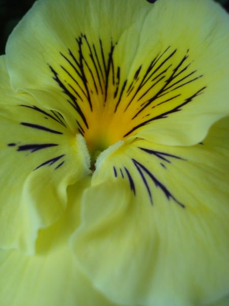 Yellow macro flower