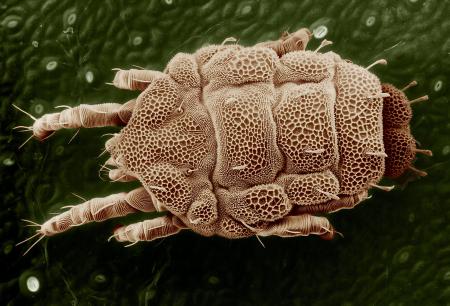 Yellow Mite