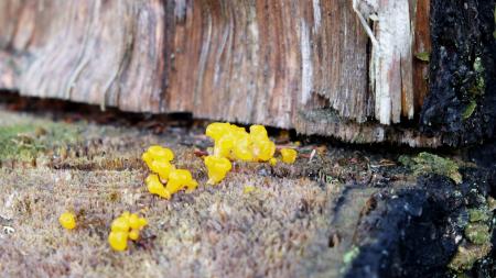 Yellow Mushrooms