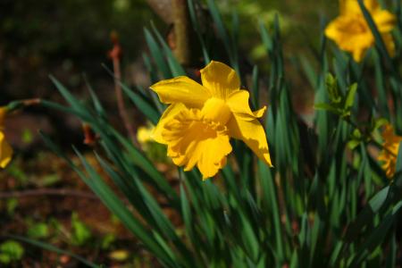 Yellow Narcissus