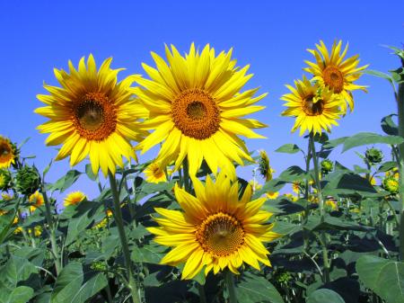 Yellow Petal Flowers