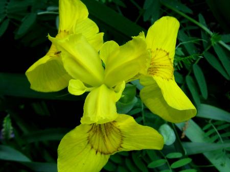 Yellow Petaled Flowers