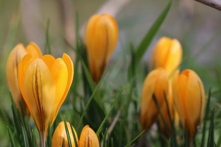 Yellow Petaled Flower With Green Leaves