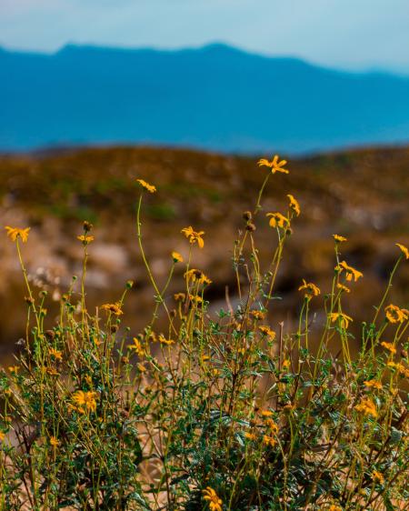 Yellow Petaled Flowers