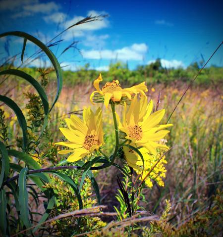 Yellow Petaled Flowers on Bloom at Daytime