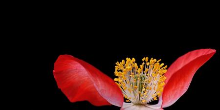 Yellow Pollen on Red Flower