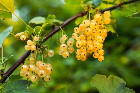 Yellow Round Berries during Daytime