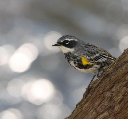 Yellow Rumped Warbler