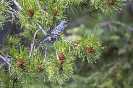 Yellow Rumped Warbler