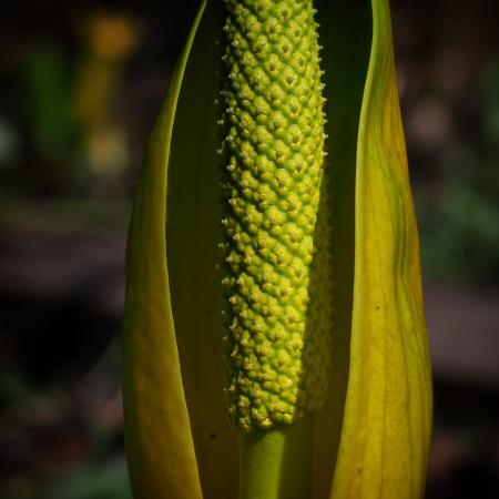 Yellow Spadix