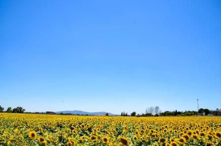 Yellow Sunflower Field