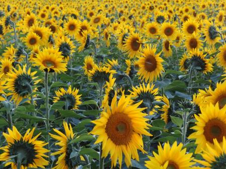 Yellow Sunflower Field