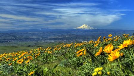 Yellow Sunflower Field