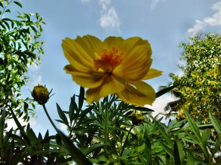 Yellow Tagetes Lucida Flower