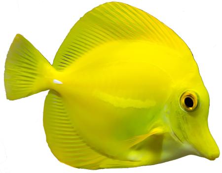 Yellow Tang