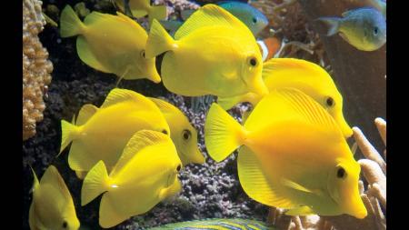 Yellow Tang