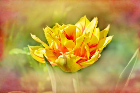 Yellow Tulip