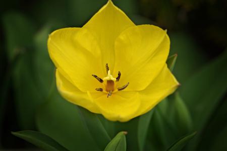 Yellow Tulip