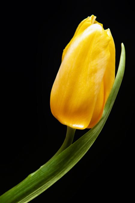 Yellow Tulip