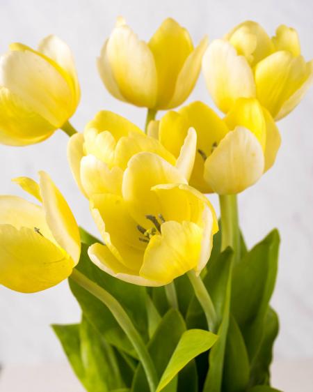 Yellow Tulip Flower