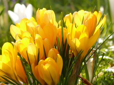 Yellow Tulip Flower during Daytime