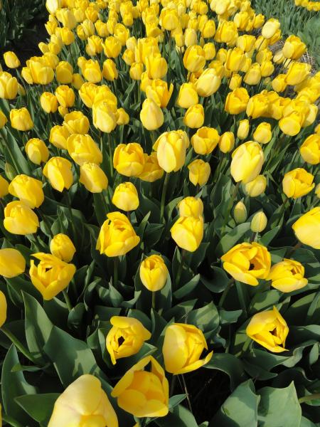 Yellow Tulips