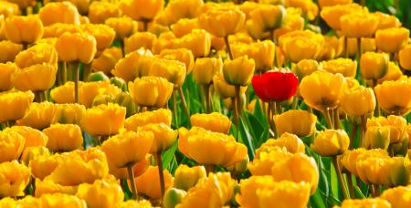 Yellow Tulips