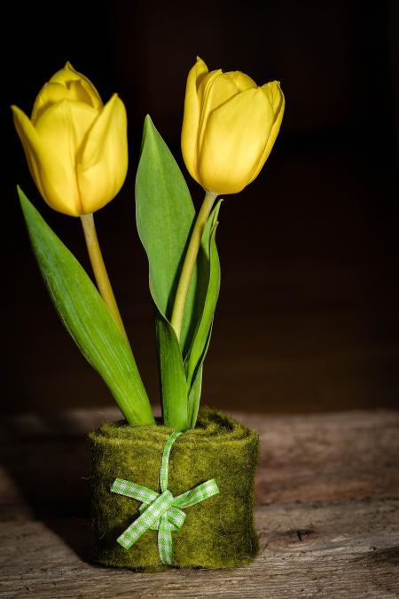 Yellow Tulips