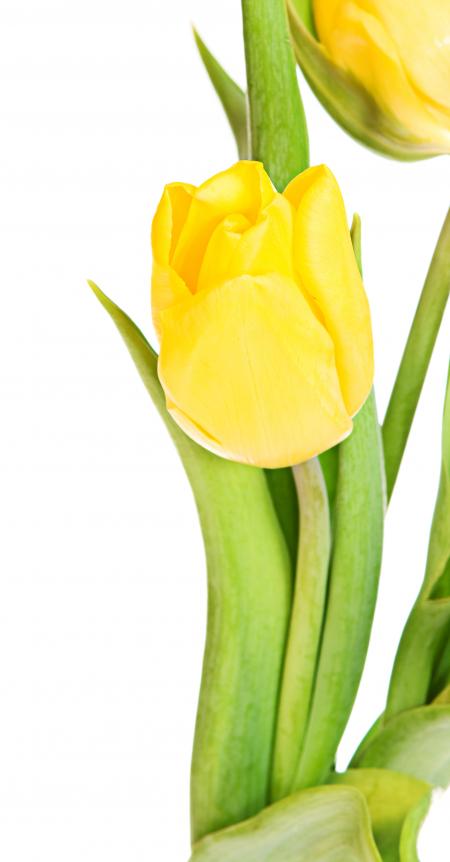 Yellow tulips