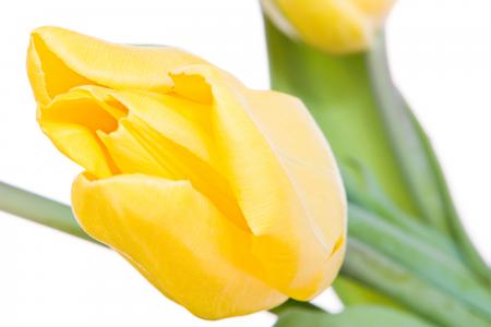 Yellow tulips