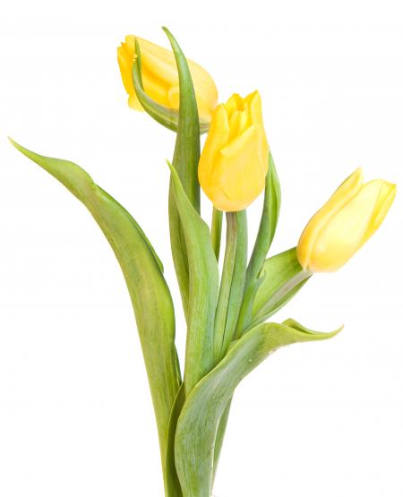 Yellow tulips